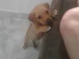 Frida