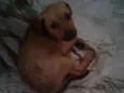 Frida