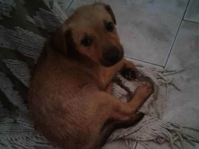 Cachorro raça Sem Raça Definida idade 2 a 6 meses nome Frida