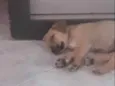 Frida