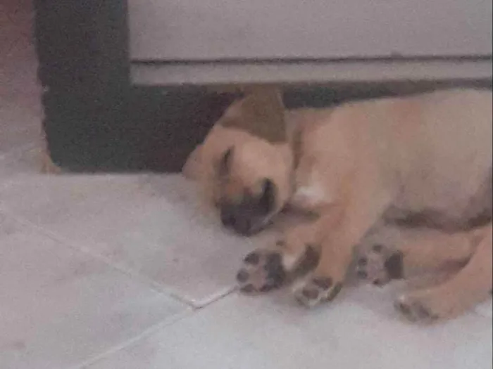 Cachorro raça Sem Raça Definida idade 2 a 6 meses nome Frida