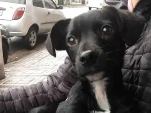 Cachorro raça Srd  idade 2 a 6 meses nome Sem nome