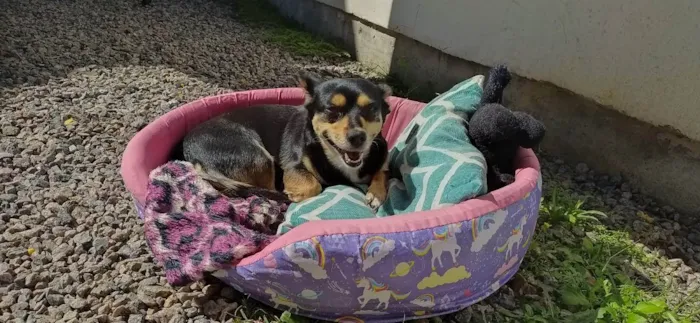 Cachorro ra a  idade 6 ou mais anos nome Shakira 