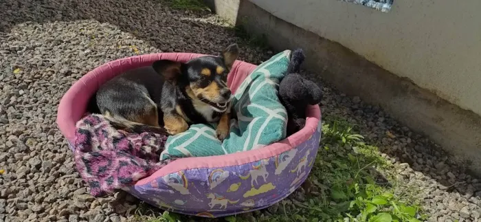 Cachorro ra a  idade 6 ou mais anos nome Shakira 