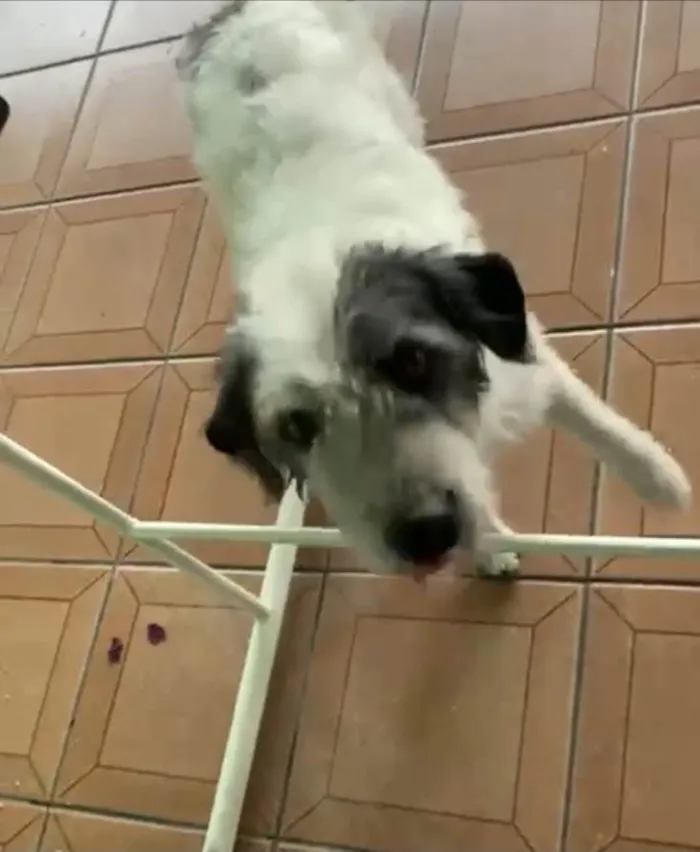 Cachorro raça Srd idade 2 anos nome Marley Lindo Urgente