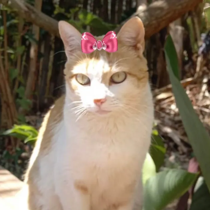 Gato ra a Mestiça  idade 1 ano nome Sury 
