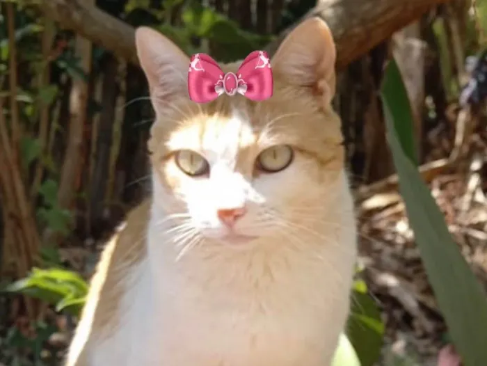 Gato ra a Mestiça  idade 1 ano nome Sury 