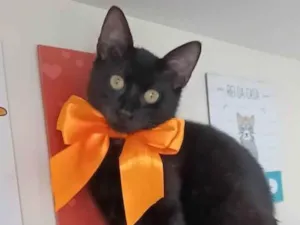 Gato raça srd idade 2 a 6 meses nome DALILA