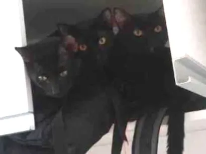 Gato raça Sem raça definida  idade 1 ano nome PUMA, MORDECAY, RIGB