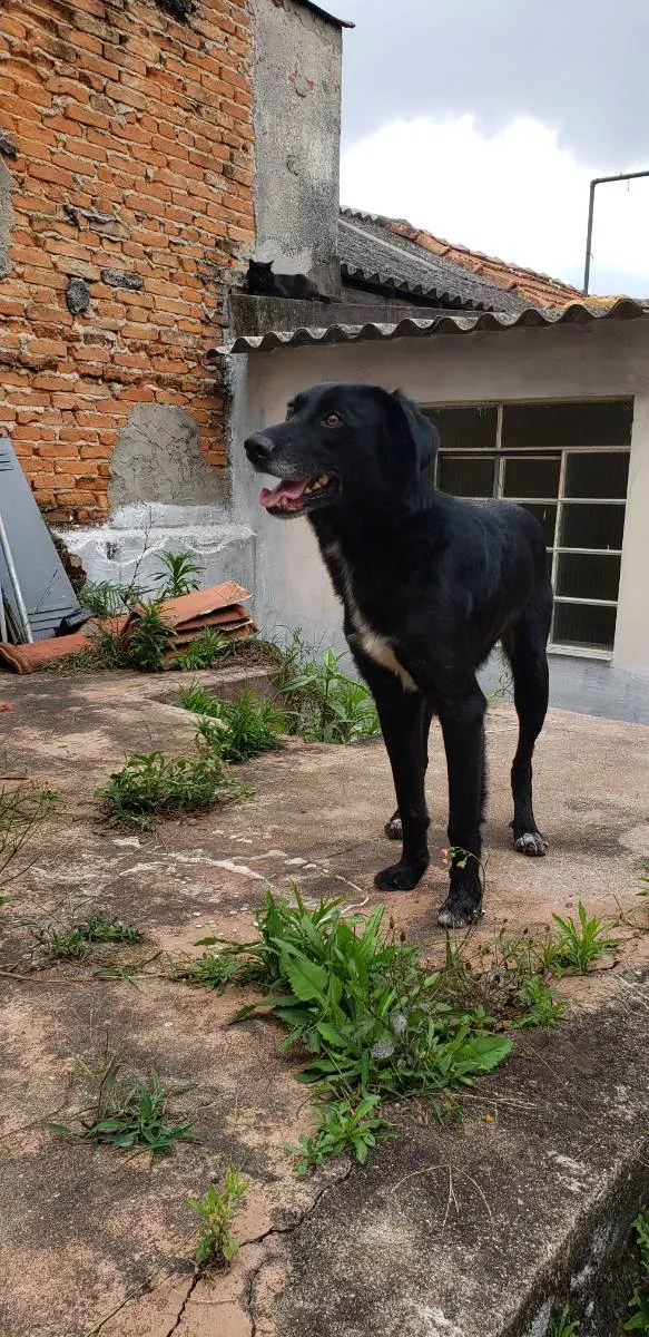 Cachorro ra a vira lata idade 4 anos nome Spike