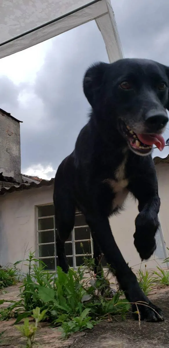 Cachorro ra a vira lata idade 4 anos nome Spike