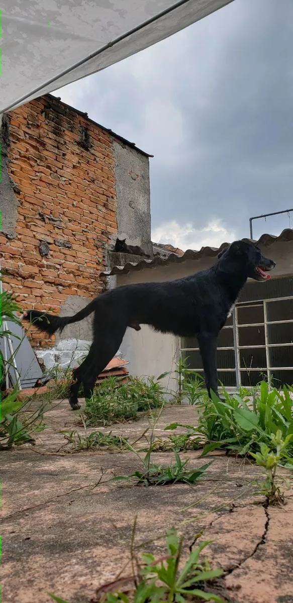 Cachorro ra a vira lata idade 4 anos nome Spike