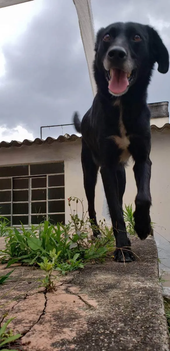 Cachorro ra a vira lata idade 4 anos nome Spike