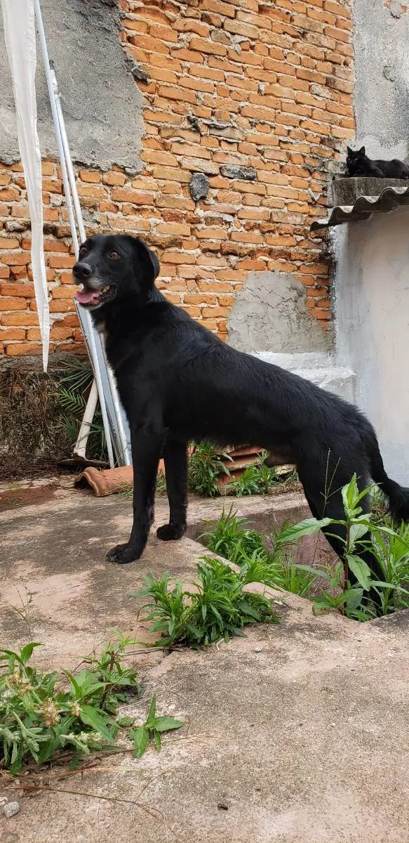 Cachorro ra a vira lata idade 4 anos nome Spike