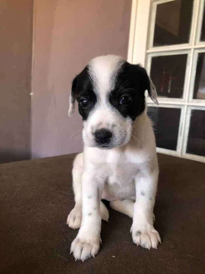 Cachorro ra a Indefinida  idade Abaixo de 2 meses nome Nao tem