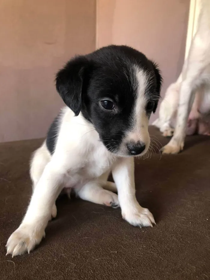 Cachorro ra a Indefinida  idade Abaixo de 2 meses nome Nao tem