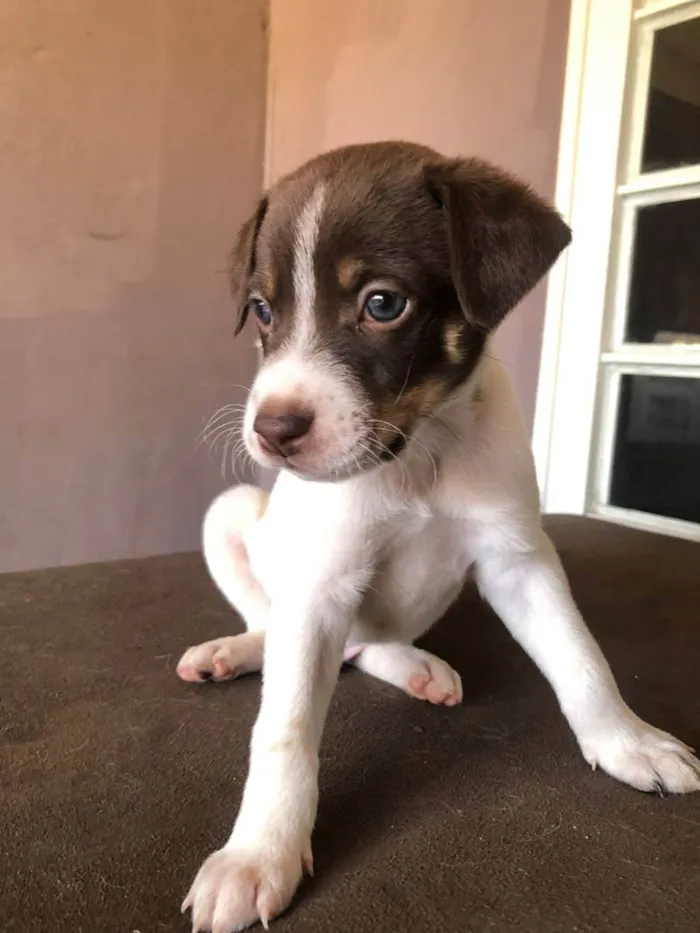 Cachorro ra a Indefinida  idade Abaixo de 2 meses nome Nao tem