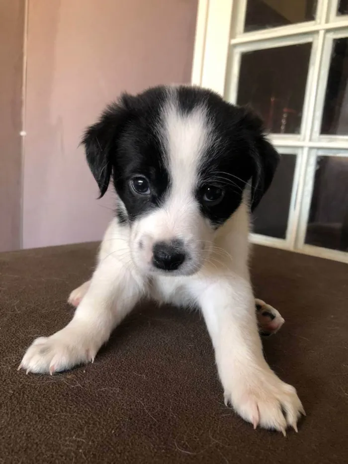 Cachorro ra a Indefinida  idade Abaixo de 2 meses nome Nao tem