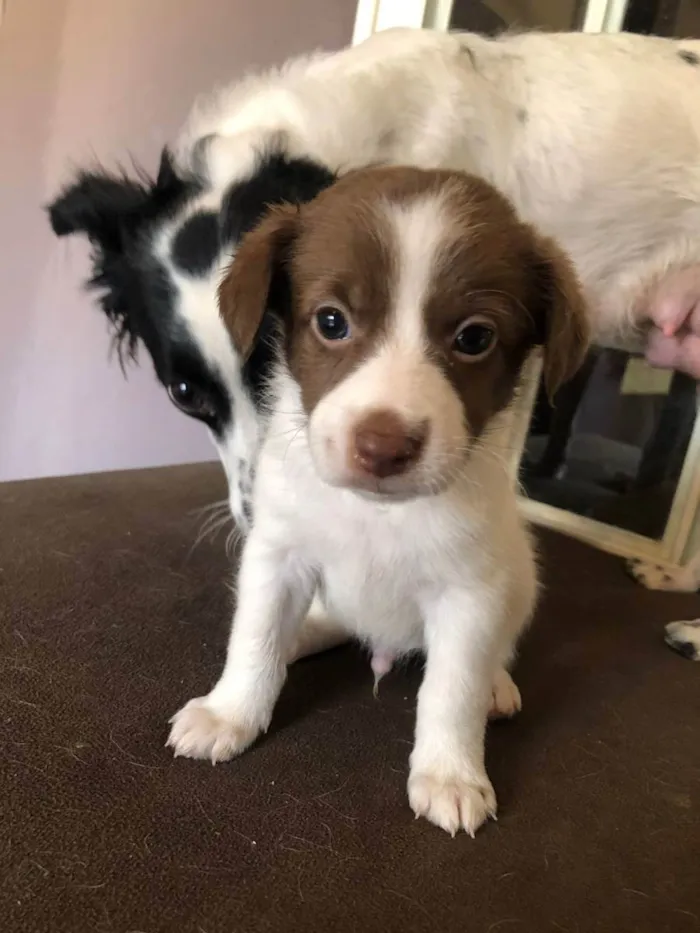 Cachorro ra a Indefinida  idade Abaixo de 2 meses nome Nao tem