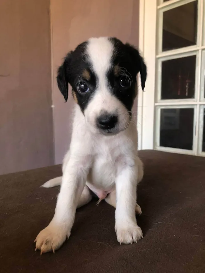 Cachorro ra a Indefinida  idade Abaixo de 2 meses nome Nao tem