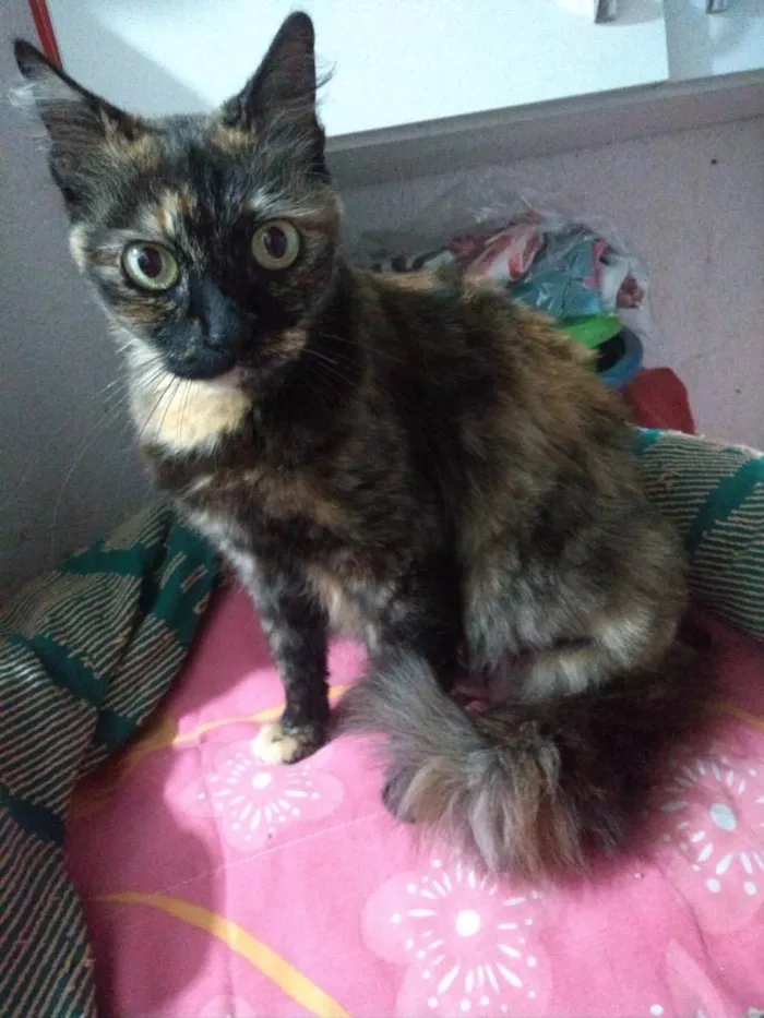 Gato raça Srd idade 7 a 11 meses nome Safira 