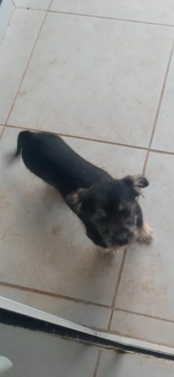Cachorro ra a Srd (Yorkshire com shitzu) idade 2 a 6 meses nome Fofo