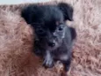 Fofo
