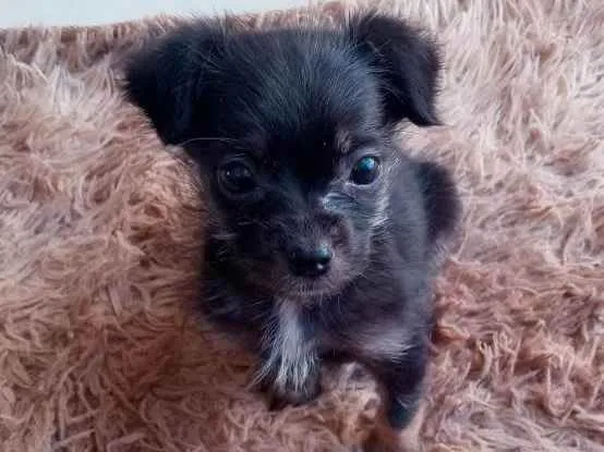 Cachorro ra a Srd (Yorkshire com shitzu) idade 2 a 6 meses nome Fofo