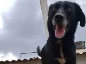 Cachorro raça vira lata idade 4 anos nome Spike