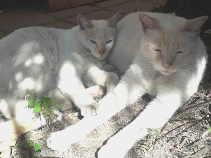 Gato raça sem raça definida idade 4 anos nome Thomas e Thor