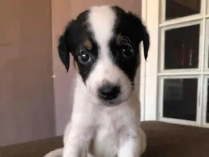 Cachorro raça Indefinida  idade Abaixo de 2 meses nome Nao tem