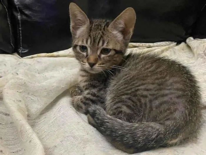 Gato raça Srd idade 2 a 6 meses nome Joaquim