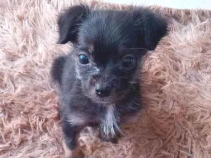 Cachorro ra a Srd (Yorkshire com shitzu) idade 2 a 6 meses nome Fofo