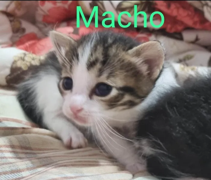 Gato ra a SRD idade Abaixo de 2 meses nome Filhote