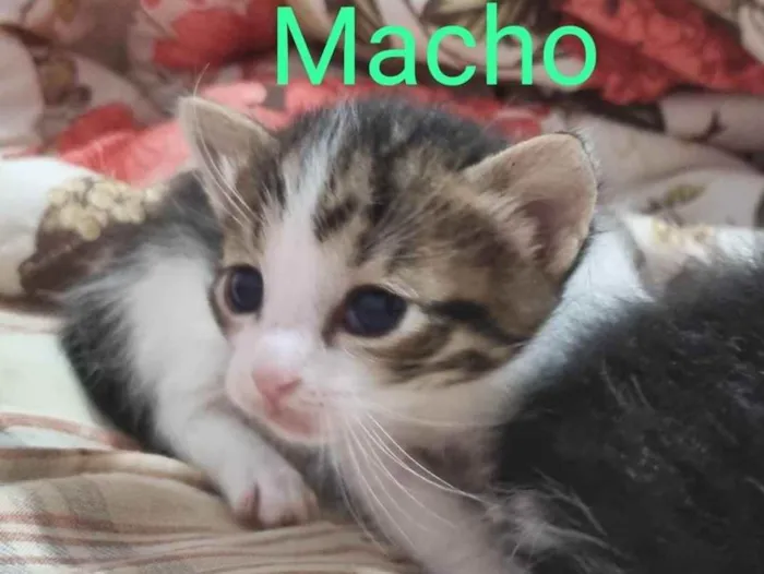 Gato ra a SRD idade Abaixo de 2 meses nome Filhote