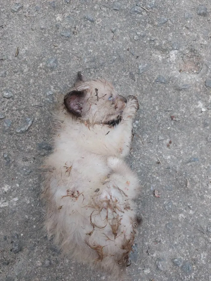 Gato raça  idade 2 a 6 meses nome Ainda não tem nome