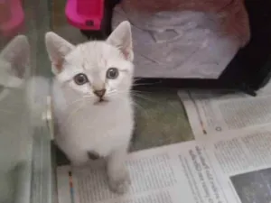Gato raça Srd idade 2 a 6 meses nome Abelinha