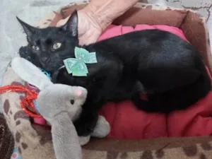 Gato raça Srd idade 2 a 6 meses nome Mia
