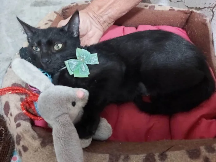 Gato ra a Srd idade 2 a 6 meses nome Mia