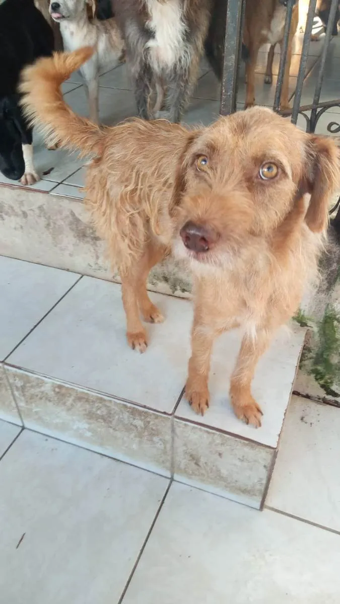 Cachorro raça Srd idade 2 anos nome Floquinho