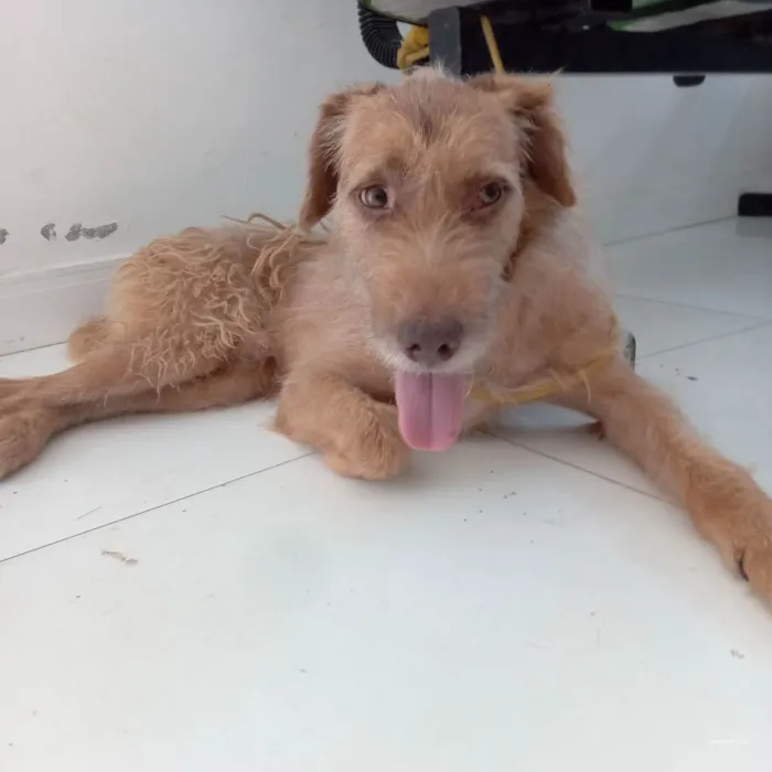 Cachorro raça Srd idade 2 anos nome Floquinho