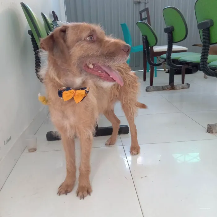 Cachorro raça Srd idade 2 anos nome Floquinho