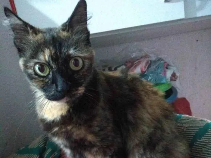 Gato raça Srd idade 7 a 11 meses nome Safira 