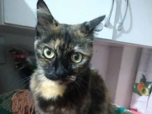 Gato raça Srd idade 7 a 11 meses nome Safira 