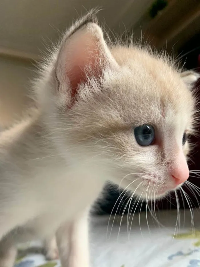 Gato ra a Não definida idade Abaixo de 2 meses nome Toddy