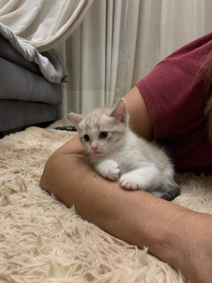 Gato ra a Não definida idade Abaixo de 2 meses nome Toddy