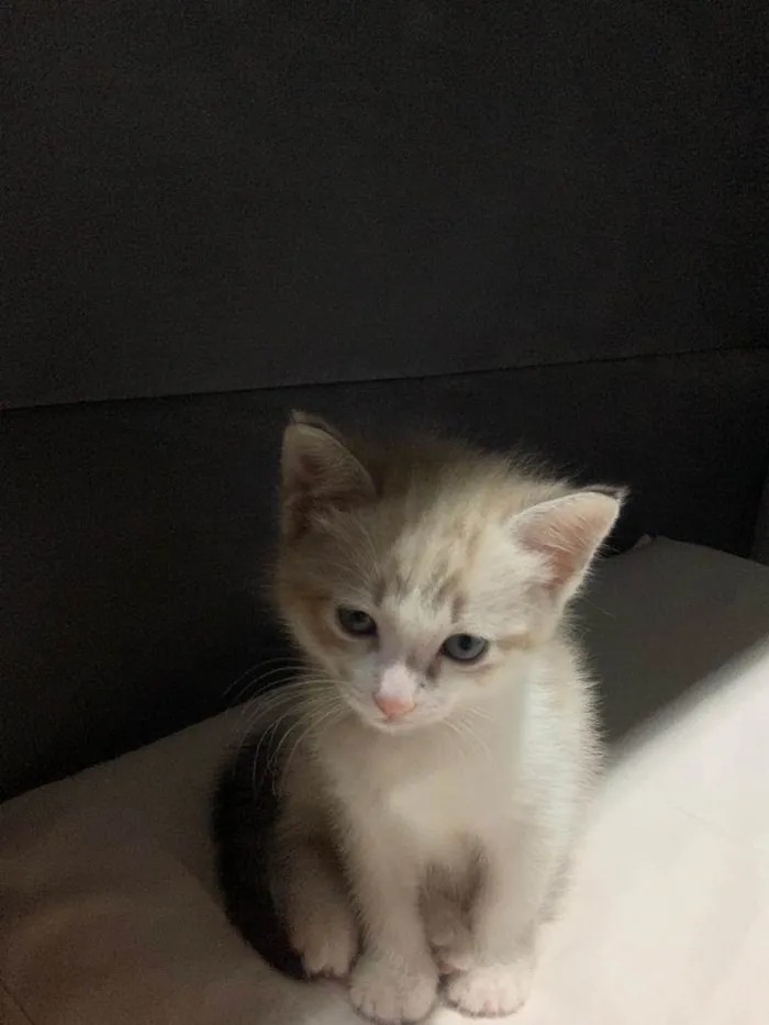 Gato ra a Não definida idade Abaixo de 2 meses nome Toddy