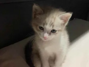 Gato raça Não definida idade Abaixo de 2 meses nome Toddy