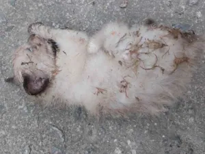 Gato raça  idade 2 a 6 meses nome Ainda não tem nome