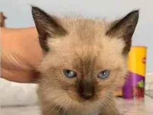 Gato raça Srd idade Abaixo de 2 meses nome Lola
